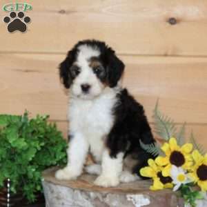 Peach – F1, Bernedoodle Puppy